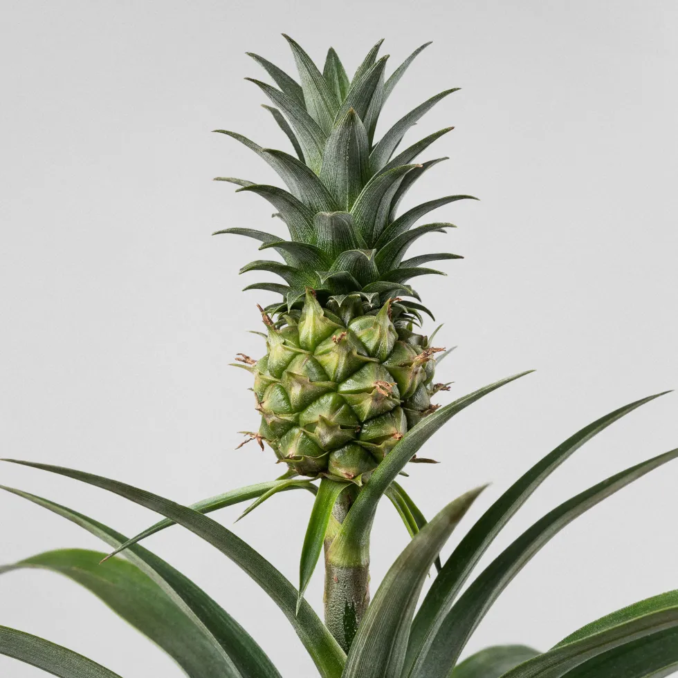 Ananas comosus 'Corona' (Planta de la Piña)