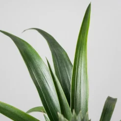 Ananas comosus 'Corona' (Planta de la Piña)