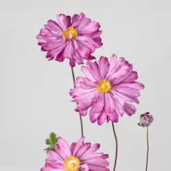 Anemone hupehensis (Anémona del Japón)