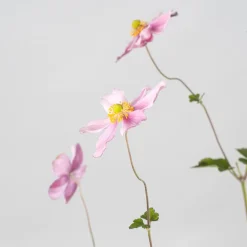 Anemone hupehensis (Anémona del Japón)