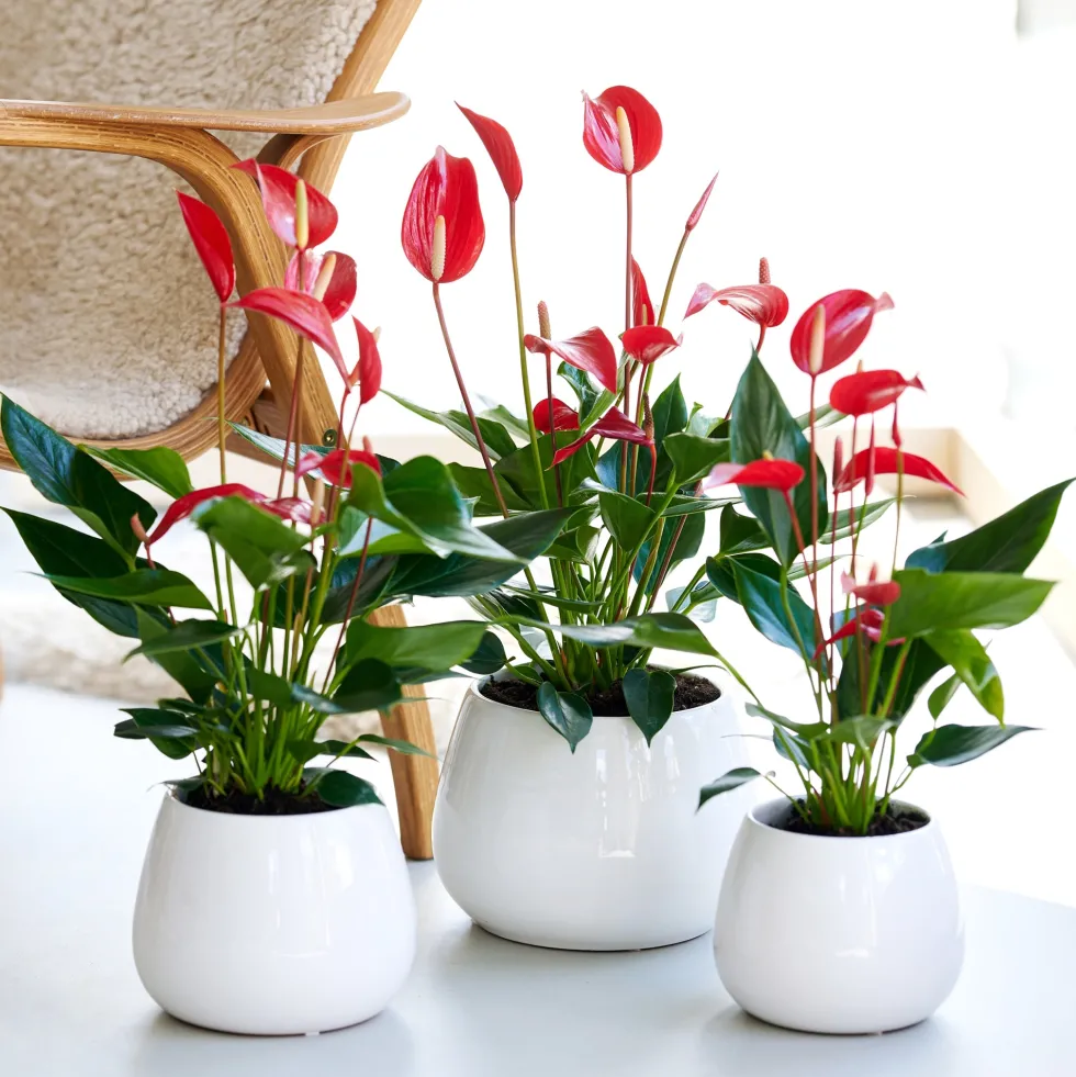 Anthurium 'Banderola Roja'