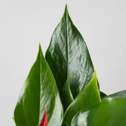 Anthurium 'Banderola Roja'