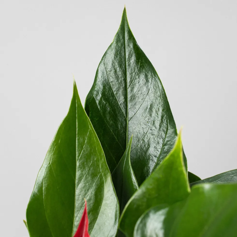 Anthurium 'Banderola Roja'