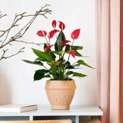 Anthurium 'Banderola Roja'