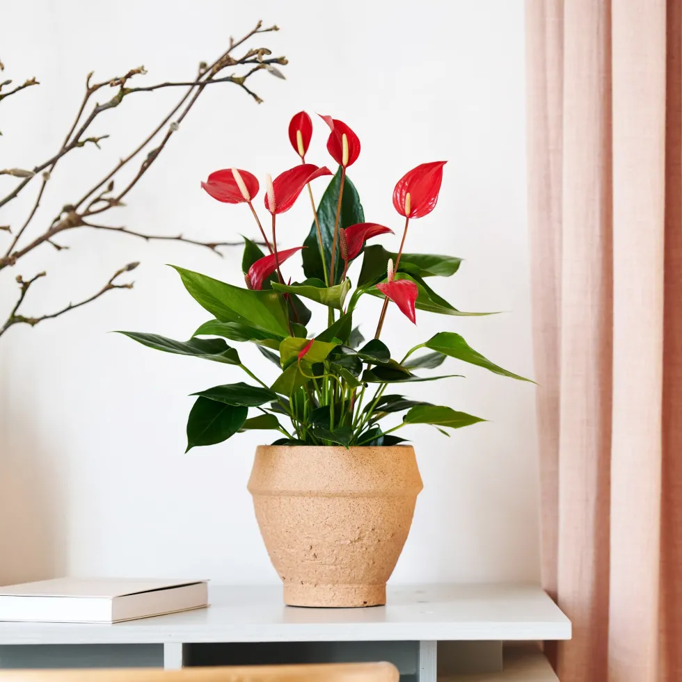 Anthurium 'Banderola Roja'