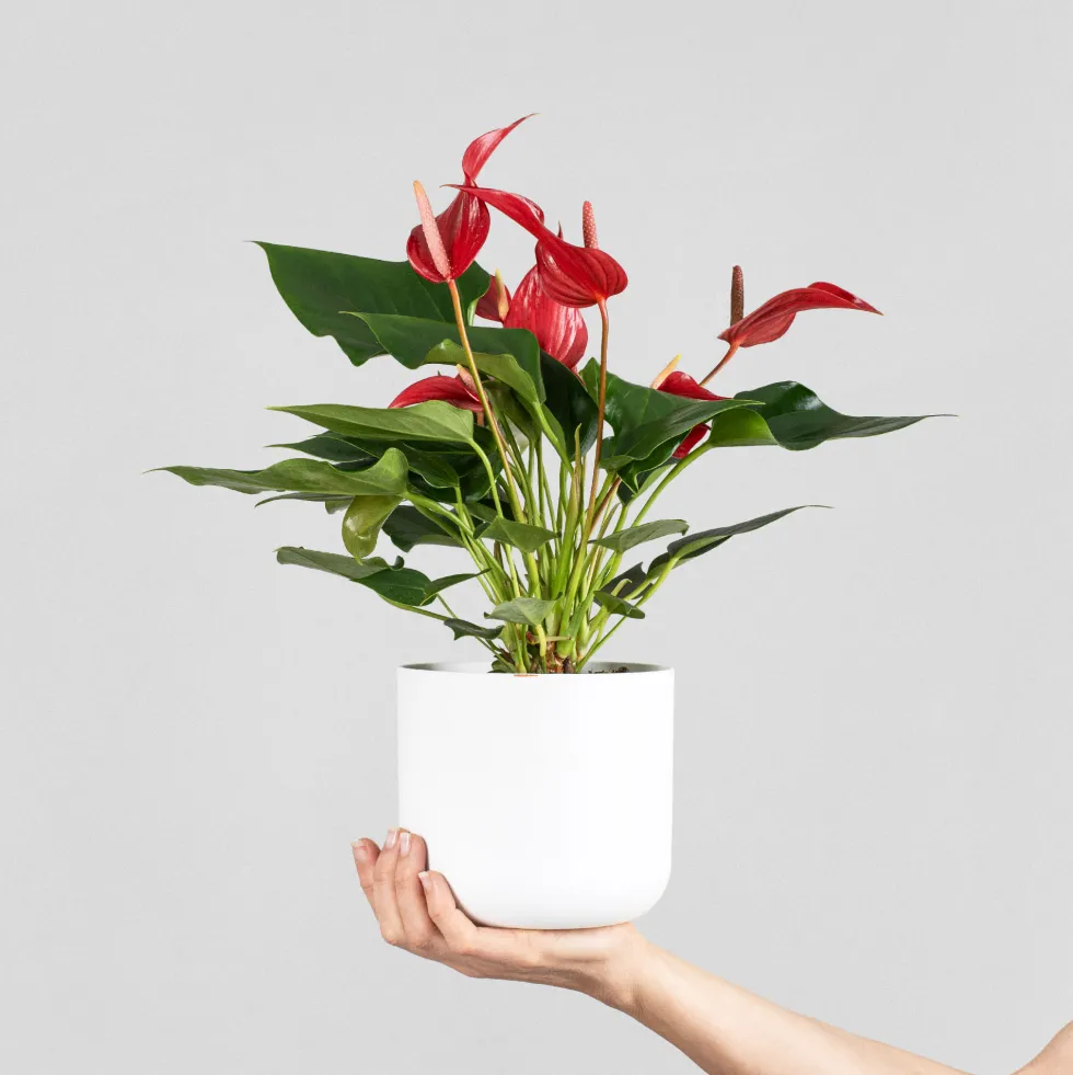 Anthurium 'Banderola Roja'