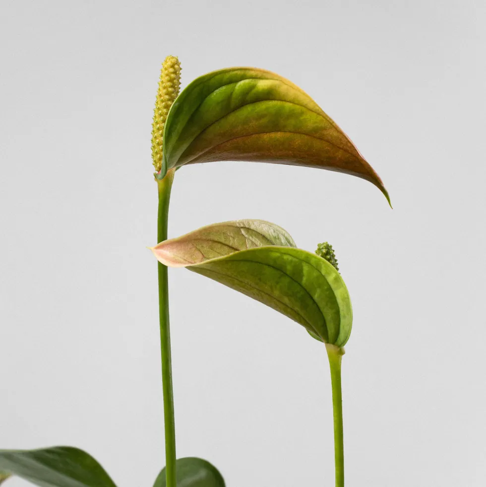Anthurium 'Joli Pink' Karma®