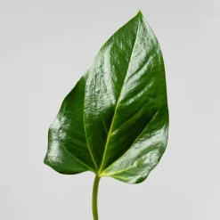 Anthurium 'Joli Pink' Karma®