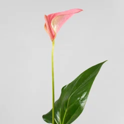 Anthurium 'Joli Pink' Karma®