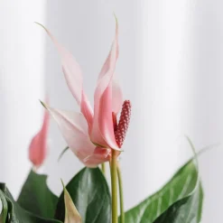 Anthurium 'Lilli' (Hidropónica)