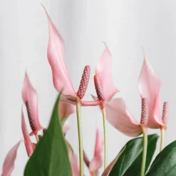 Anthurium 'Lilli' (Hidropónica)