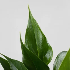 Anthurium 'Lilli' (Hidropónica)