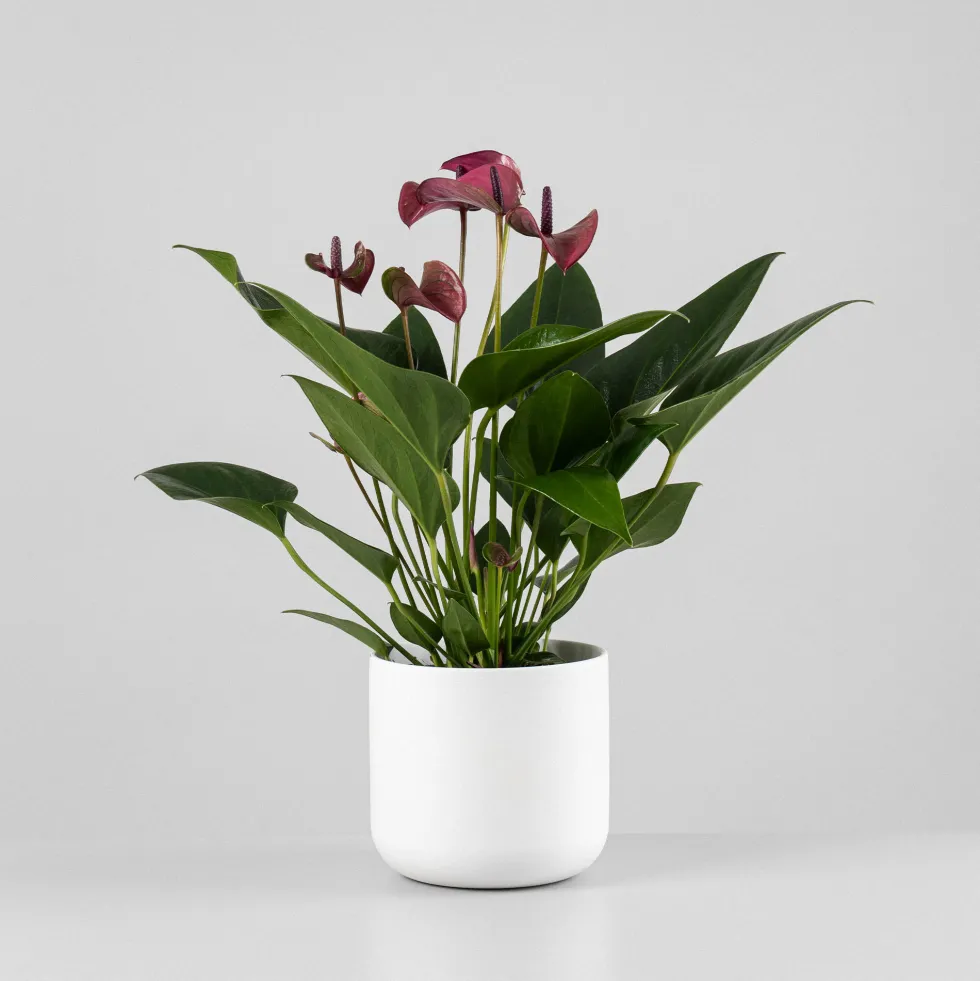 Anthurium morado Karma®