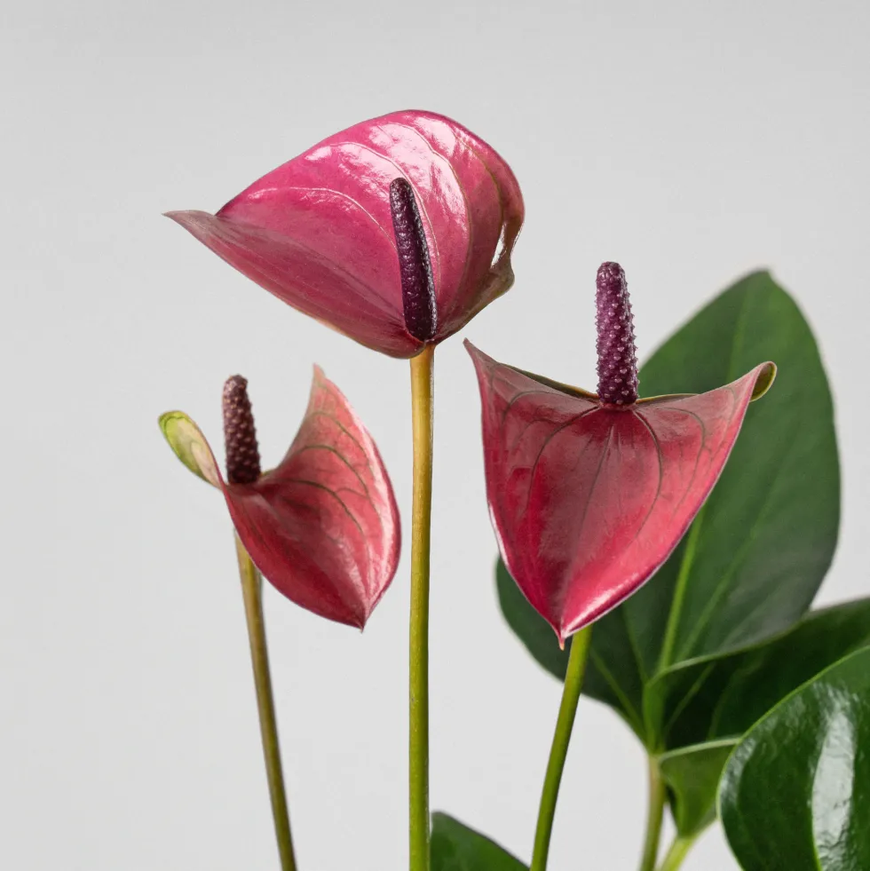 Anthurium morado Karma®