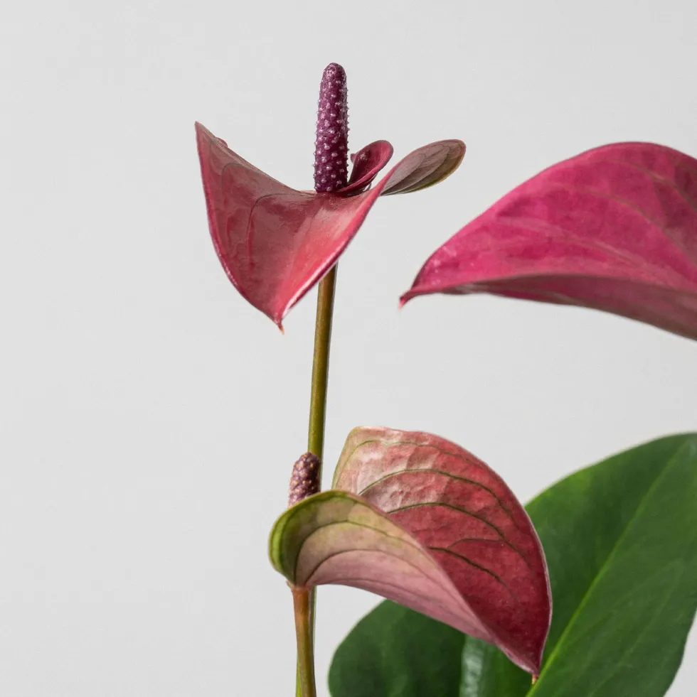 Anthurium morado Karma®