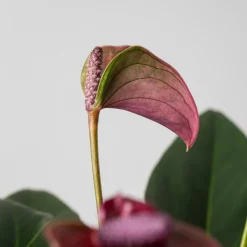 Anthurium morado Karma®
