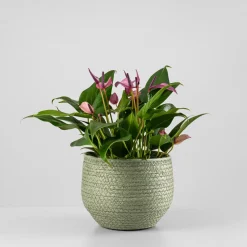 Anthurium 'Zizou'