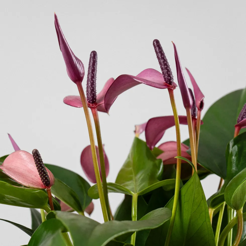 Anthurium 'Zizou'