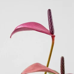 Anthurium 'Zizou'