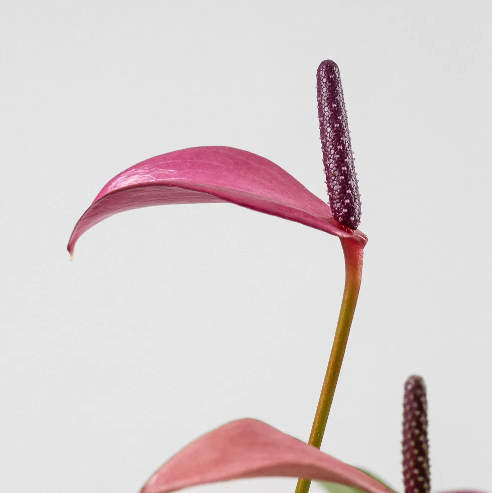 Anthurium 'Zizou'