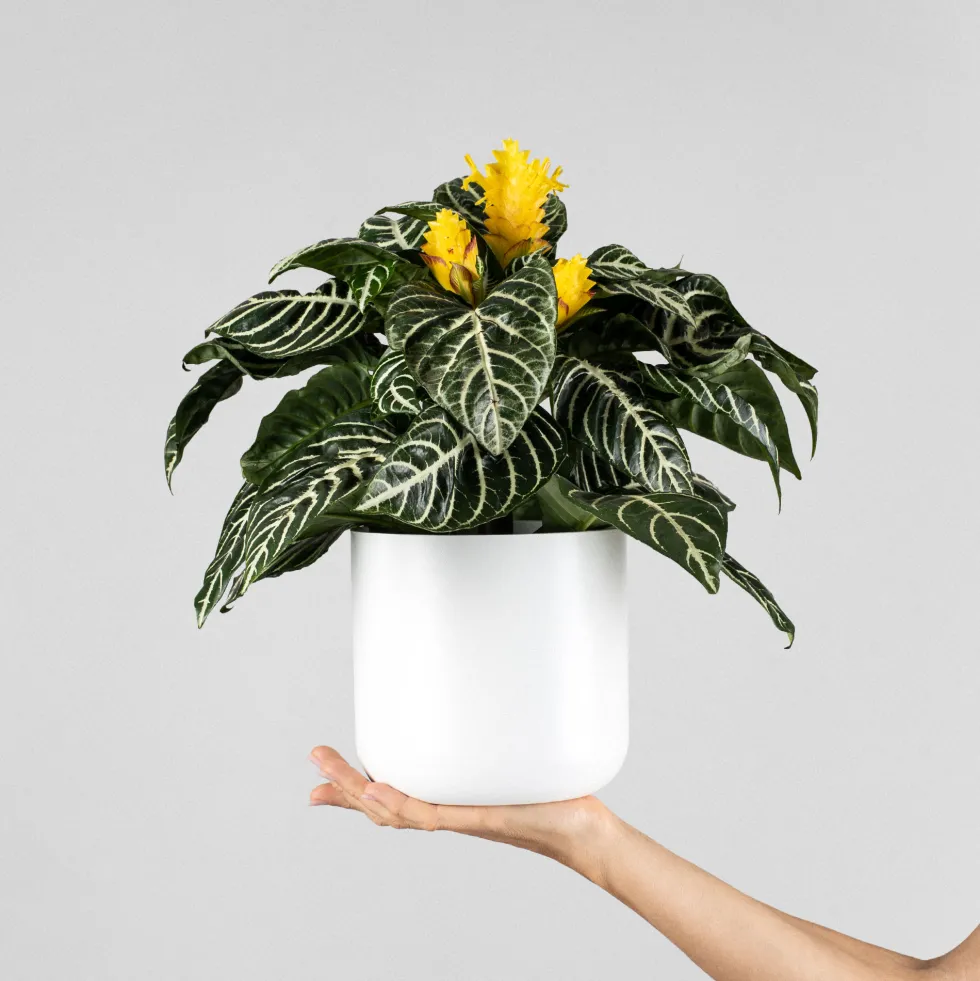 Aphelandra squarrosa 'Dania'