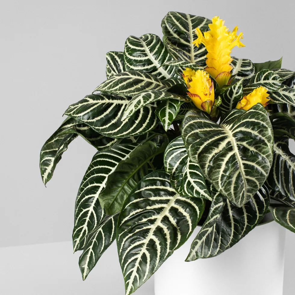 Aphelandra squarrosa 'Dania'