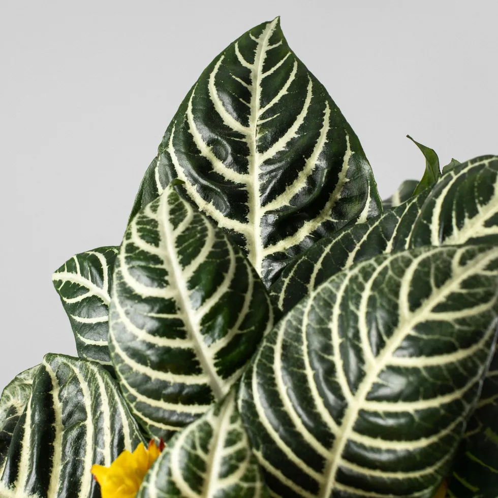 Aphelandra squarrosa 'Dania'