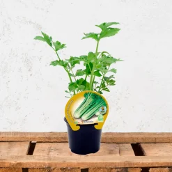 Apio (Apium graveolens) - Planta de huerto