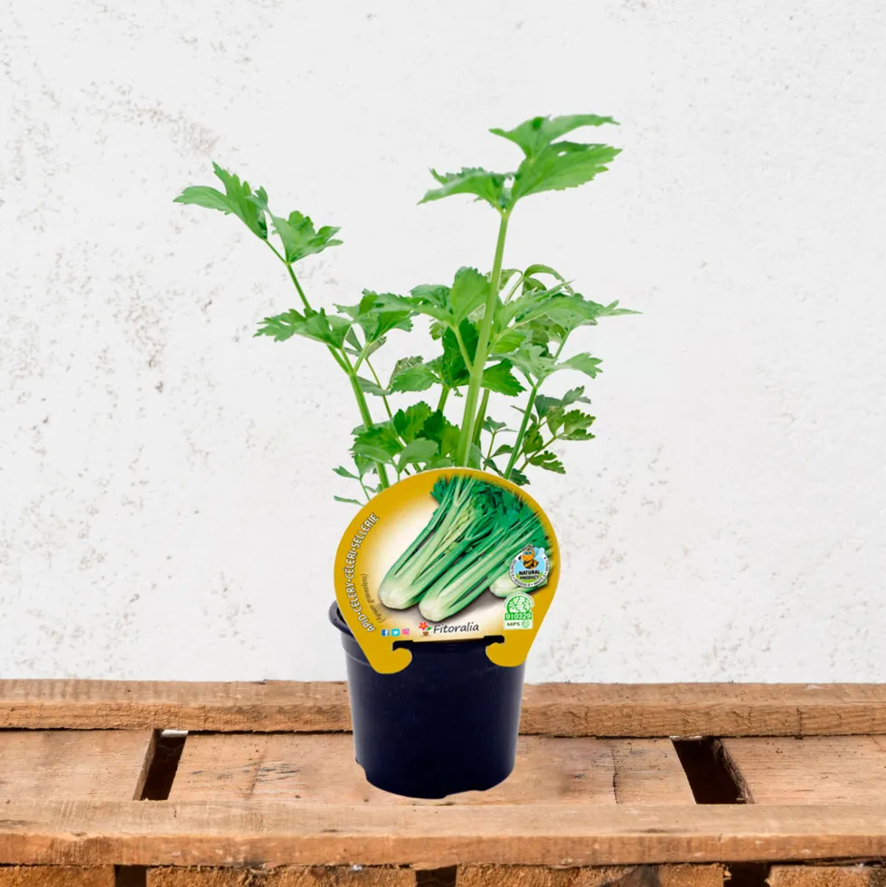 Apio (Apium graveolens) - Planta de huerto