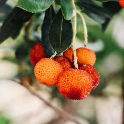 Arbutus unedo (Madroño)