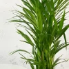 Areca