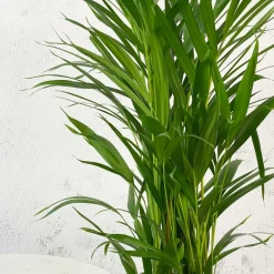 Areca
