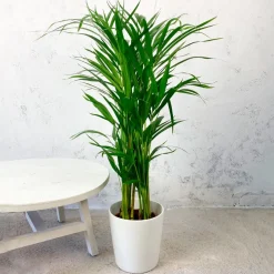 Areca