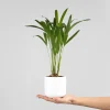 Areca Mini