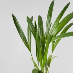 Areca Mini