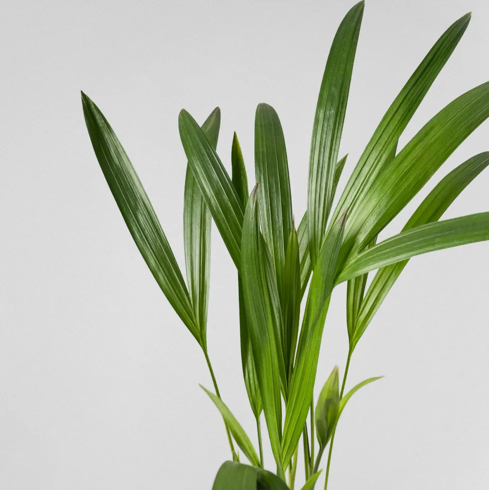 Areca Mini