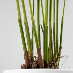 Areca Mini