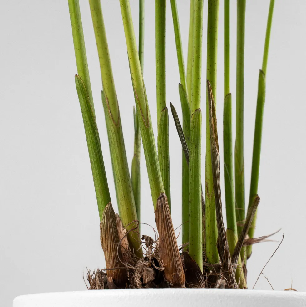 Areca Mini