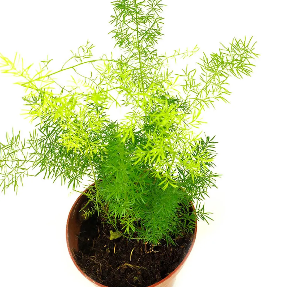 Asparagus densiflorus 'Myersii' (Esparraguera sudafricana)