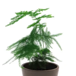 Asparagus setaceus (Esparraguera plumosa)