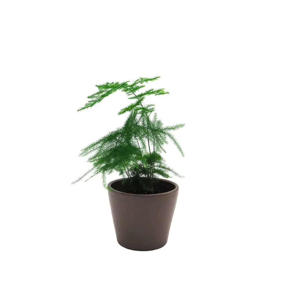 Asparagus setaceus (Esparraguera plumosa)