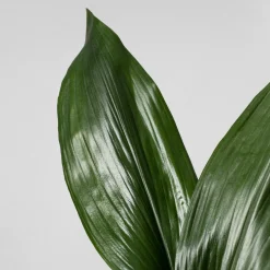 Aspidistra