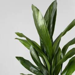 Aspidistra