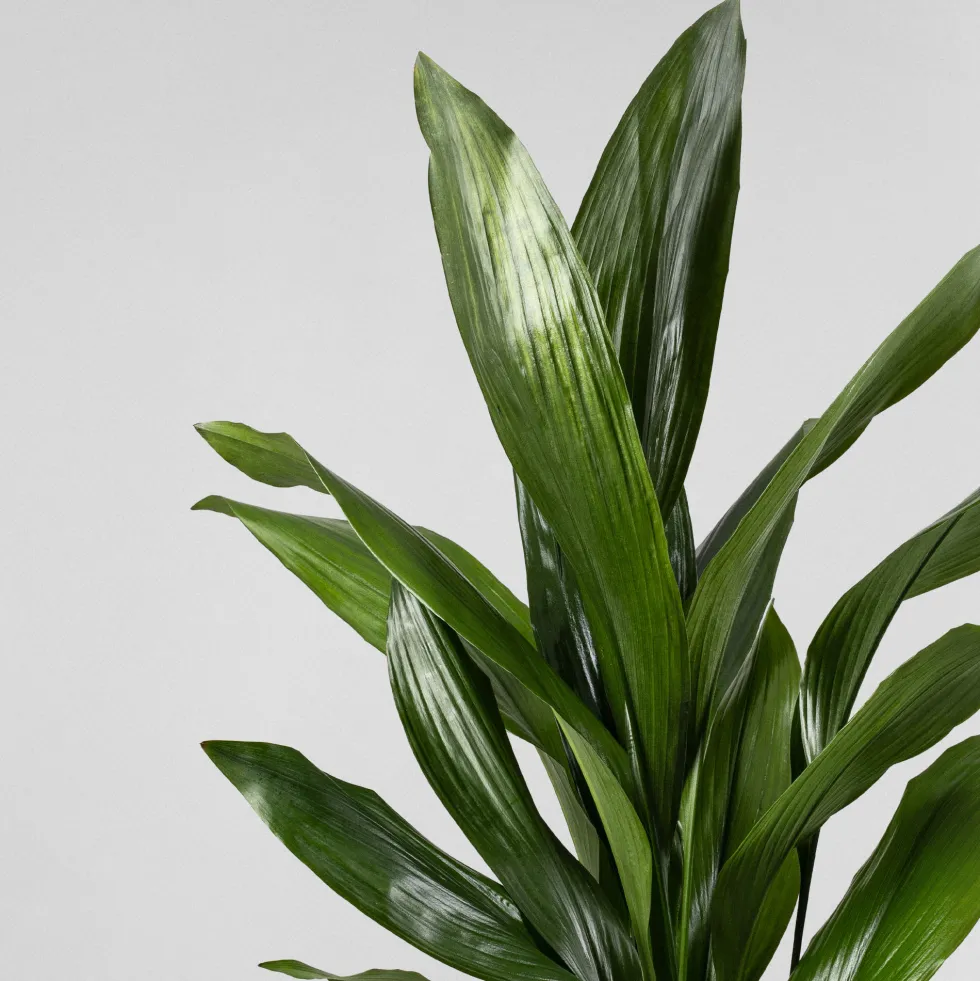 Aspidistra