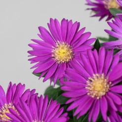 Aster novi-belgii