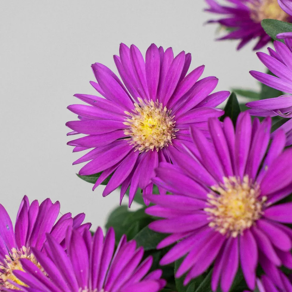Aster novi-belgii