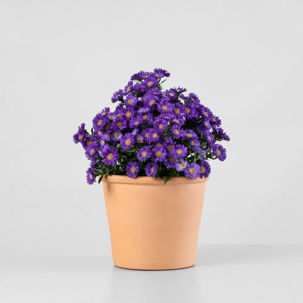 Aster novi-belgii