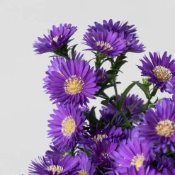 Aster novi-belgii