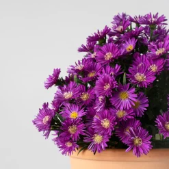 Aster novi-belgii