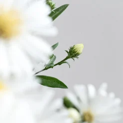 Aster novi-belgii